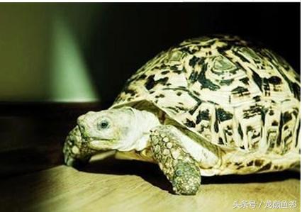 常见的龟病防治最终篇,预防龟病的方法