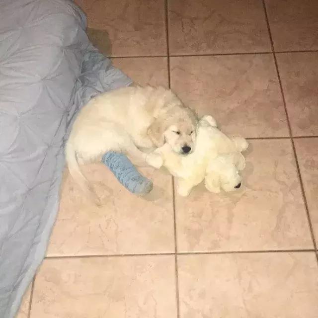 小金毛石膏,小金毛贪玩被车撞