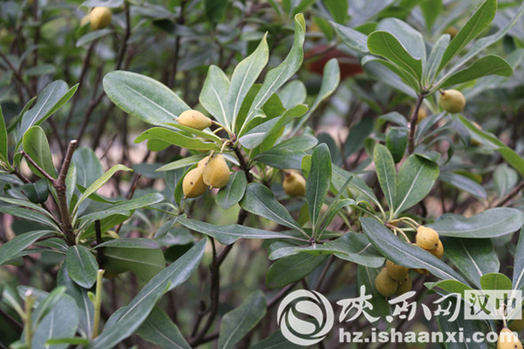 汉中堂宏广场一草一木皆是秋