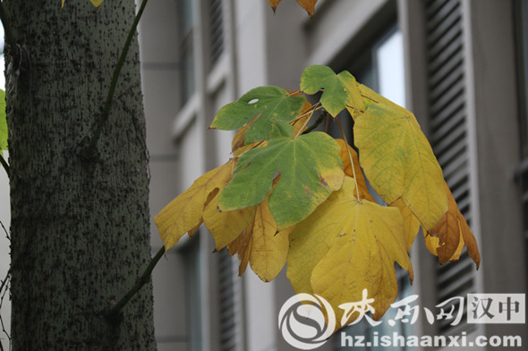 汉中堂宏广场一草一木皆是秋