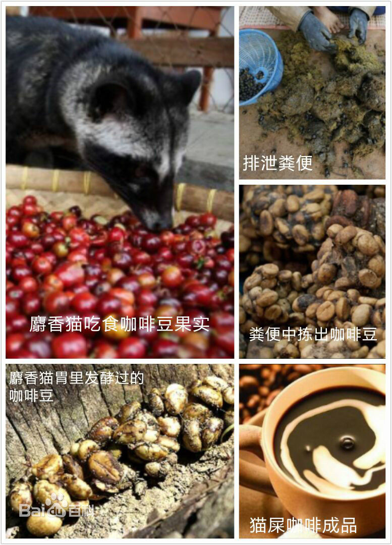 偶滴神啊印度完全,猫屎咖啡怎么来的呀