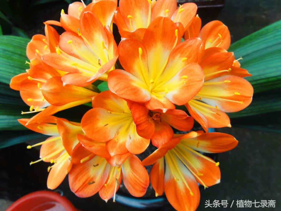 自家君子兰种子种君子兰方法,用一粒种子如何养出一盆君子兰