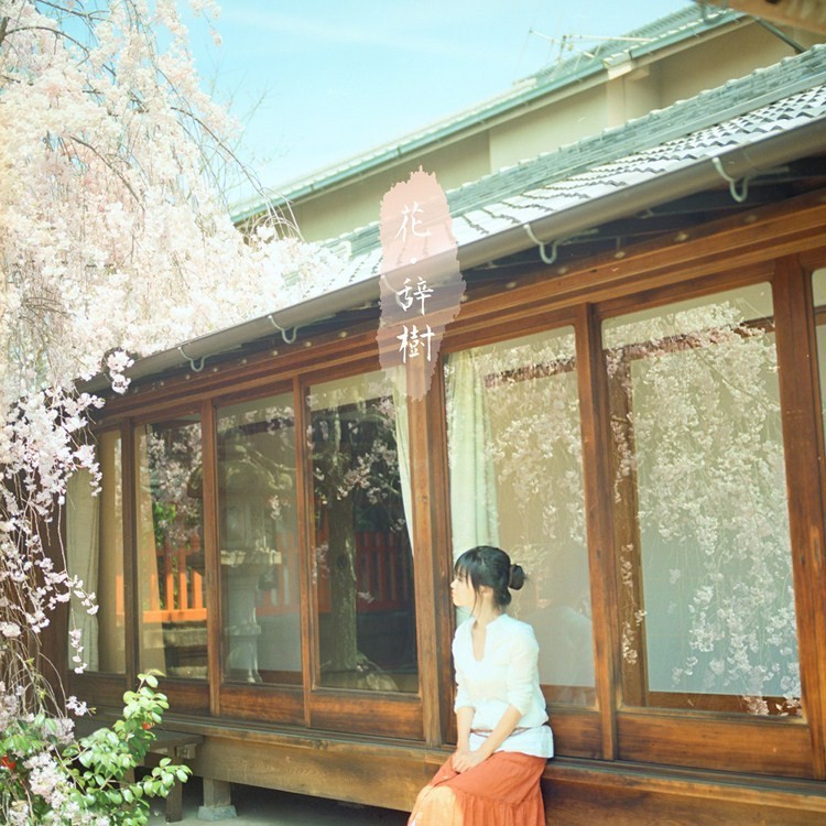 花季怎么拍好看,自由浪漫的人像照片