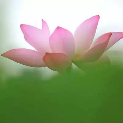 荷花依然淡淡香,走过四季荷花依然香下一句