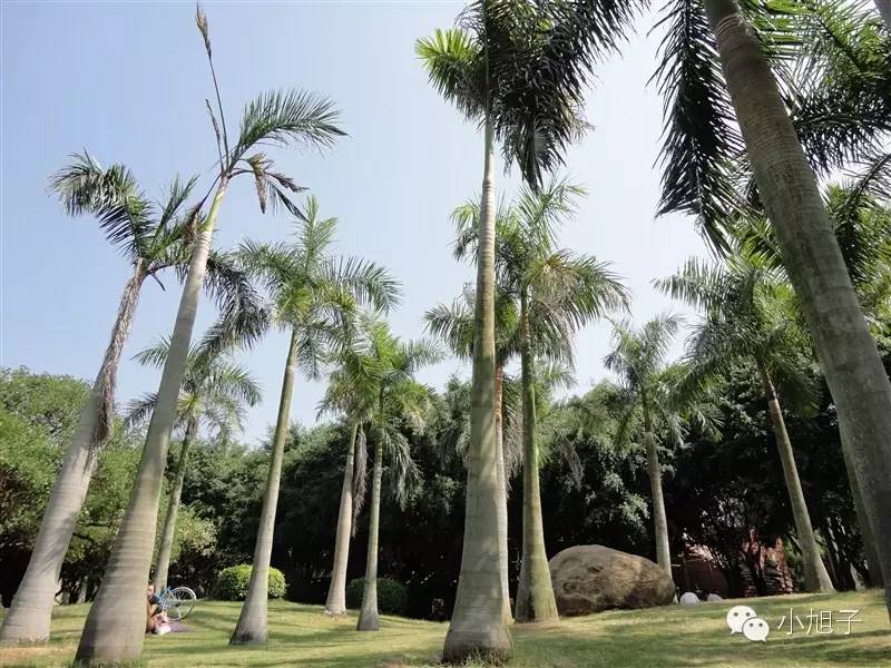 厦门清明两天一夜旅游,清明节厦门六日游旅游攻略