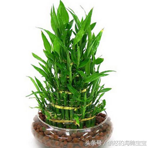 富贵竹生根怎样打理,富贵竹能够只留有根须的地方么