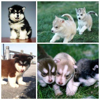 阿拉斯加和哈士奇的区别哪个贵,阿拉斯加和哈士奇养哪一个好