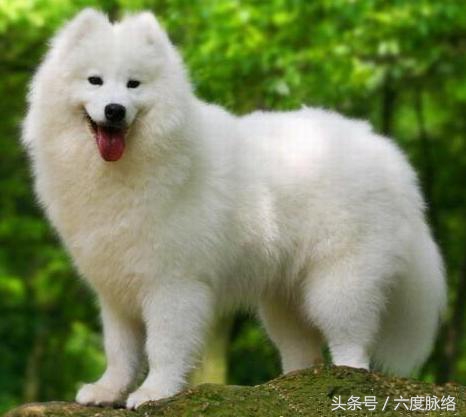 属狗的人204年的运势及运程,属狗的人2024运势及运程