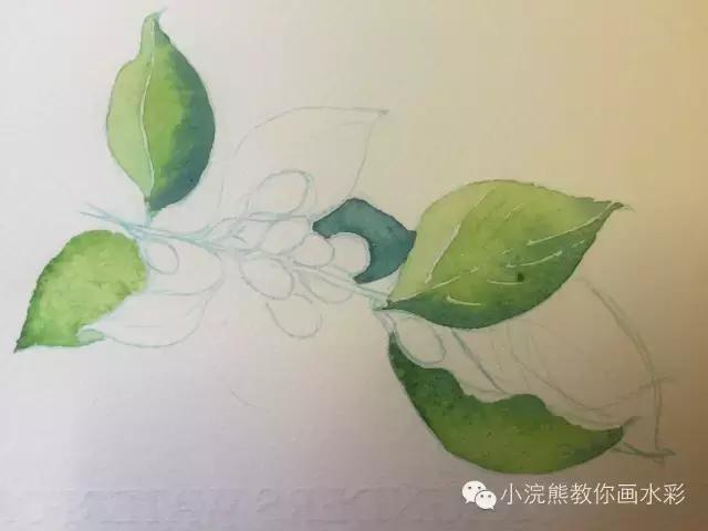 自从学会了植物色彩搭配，再也不用担心不会画植物了！