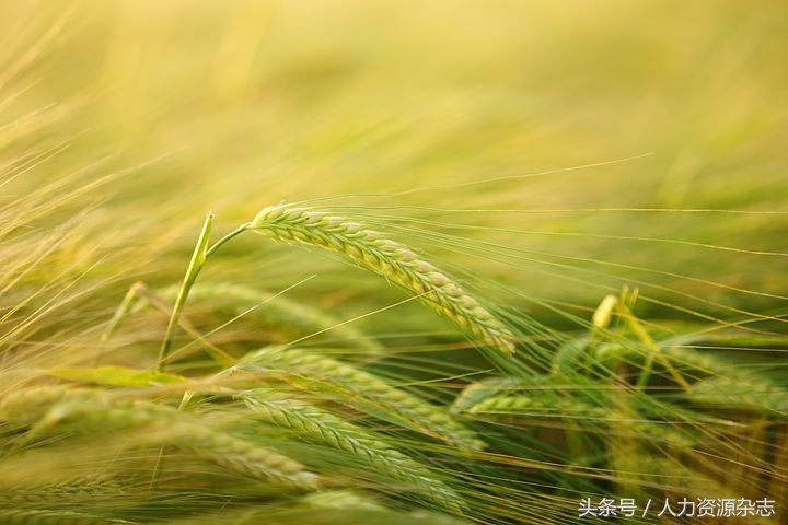 创业公司招聘渠道最全详解,创业公司怎么做招聘