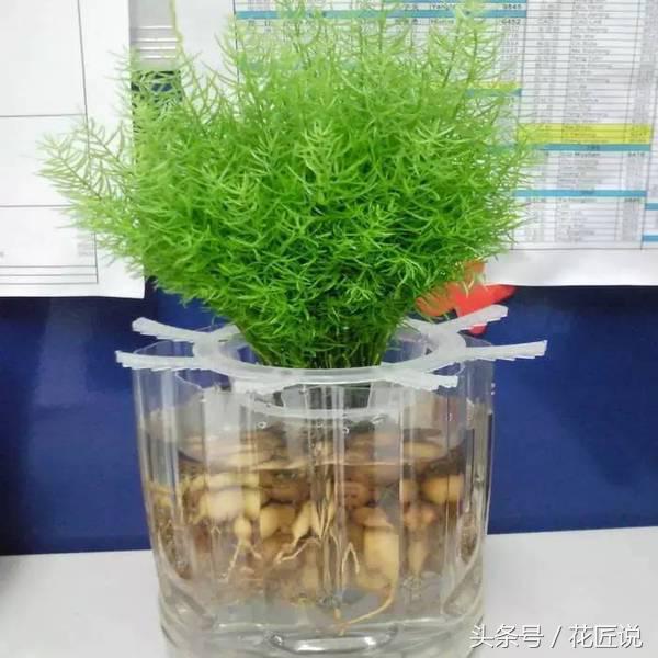 如何长好发财竹,贵竹养得翠绿欲滴亦象征着财运旺