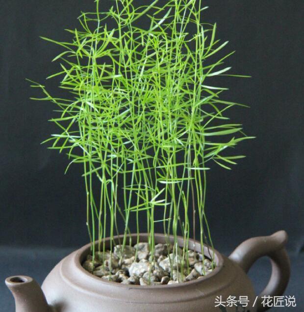 如何长好发财竹,贵竹养得翠绿欲滴亦象征着财运旺