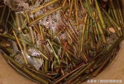 富贵竹生根怎样打理,富贵竹能够只留有根须的地方么