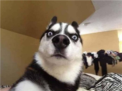 阿拉斯加和哈士奇的区别哪个贵,阿拉斯加和哈士奇养哪一个好