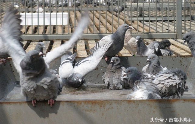 鸽子几种常见病，你遇到了几种？