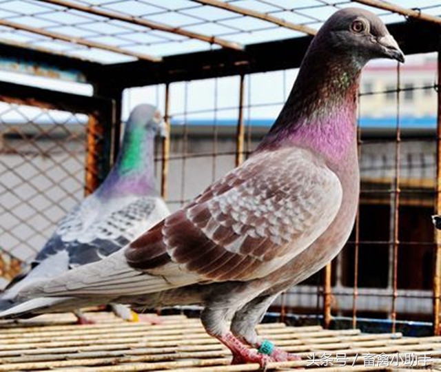 鸽子几种常见病，你遇到了几种？