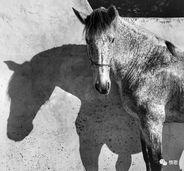 手机摄影教程丨手机摄影系列课程几款APP瞬间让照片提升几个档次