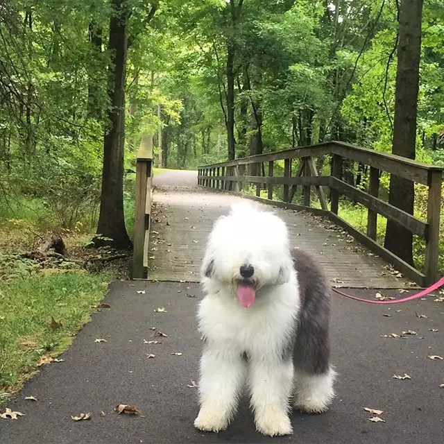 原来古牧就是这么拼出来的，难怪人们这么喜欢它！