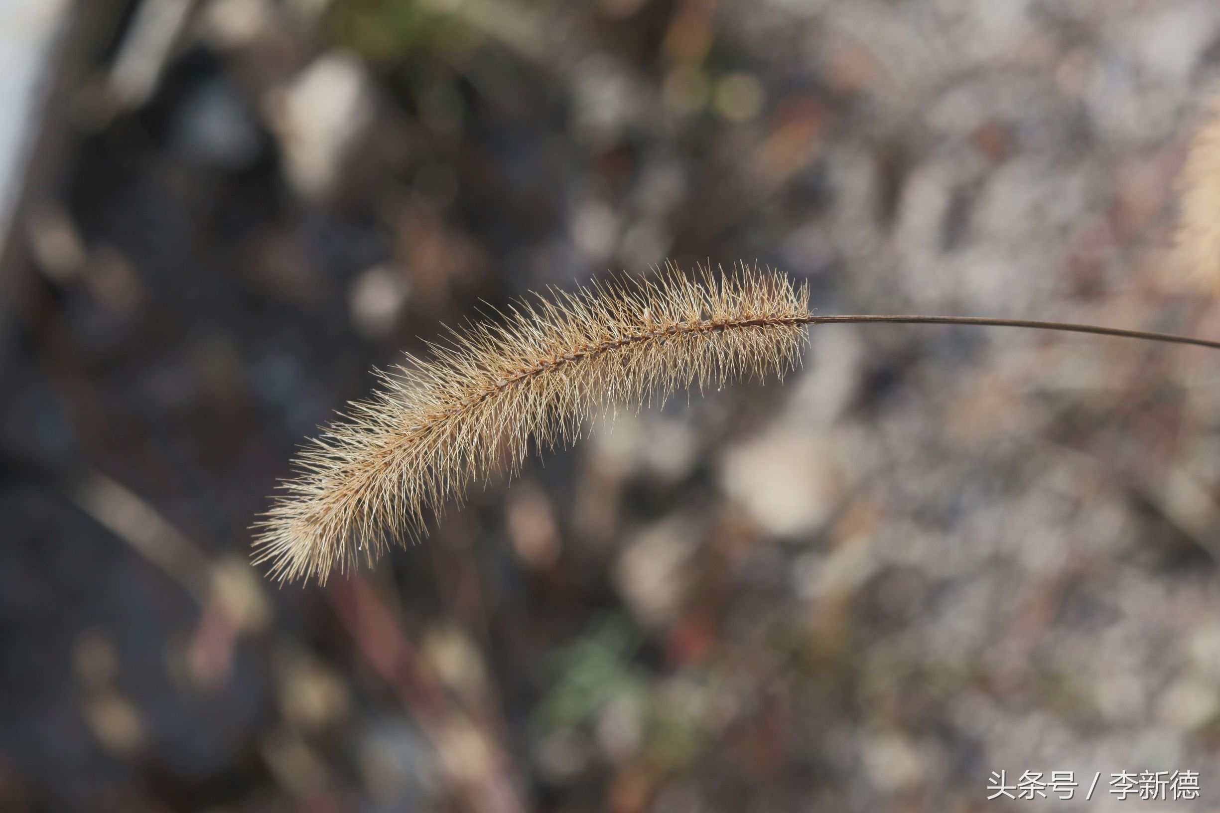带着佳能相机去旅游图片,带着佳能r10去旅游