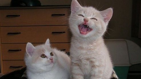 猫咪也会笑,猫咪也会开心吗