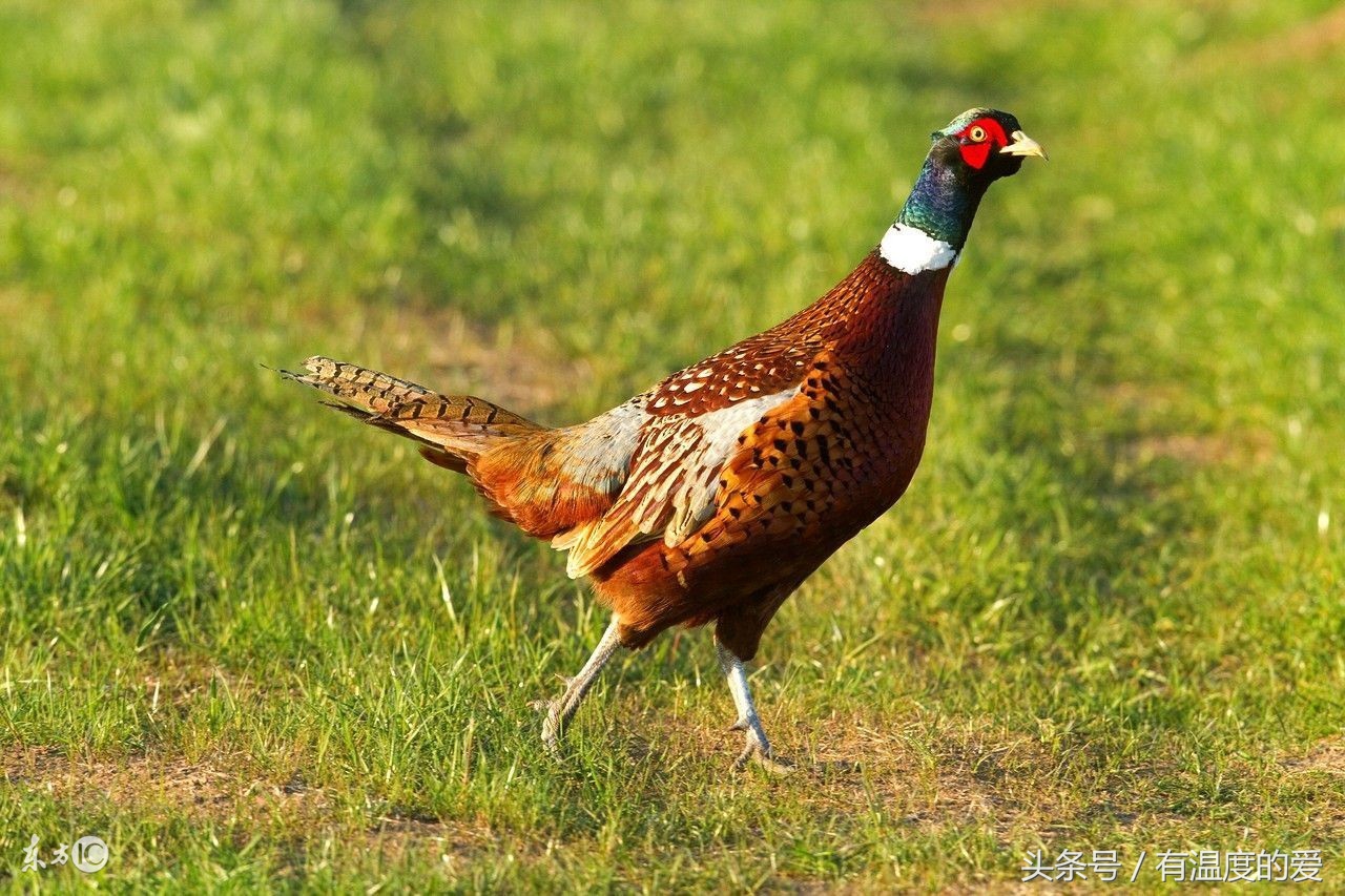 养殖山鸡没销路怎么办,野鸡抗病强吗