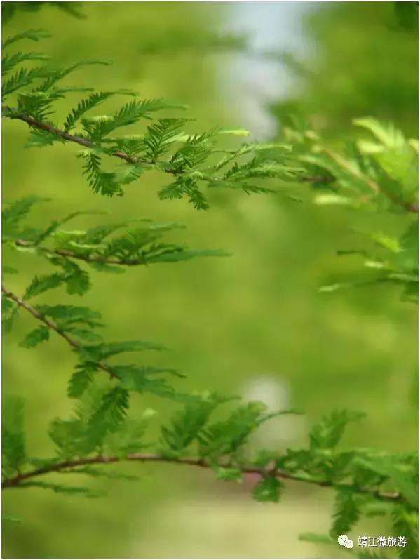 微靖江是哪个城市,江苏泰州靖江牧城公园四周风景好