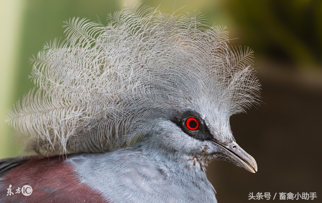 鸽子几种常见病，你遇到了几种？