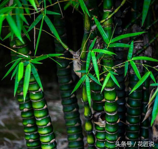 如何长好发财竹,贵竹养得翠绿欲滴亦象征着财运旺