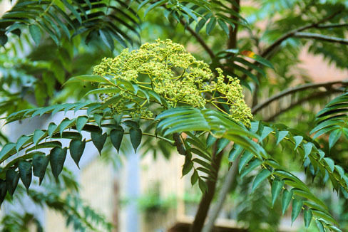 地黄丸种类多样,地黄丸种类多你到底合适哪种