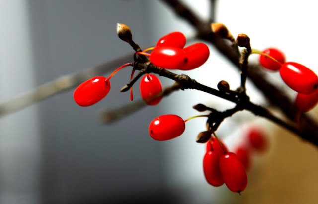 地黄丸种类多样,地黄丸种类多你到底合适哪种