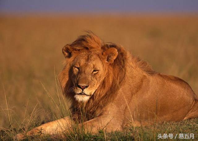 人类是渴望恐惧的动物吗,动物是否真的明白人类是很可怕的