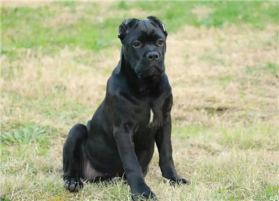 卡斯罗合适多大洗澡,怎么给卡斯罗洗澡