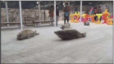 海狮海豹海象三者怎么区分,怎样才能分清海狮海豹海象