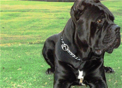 卡斯罗合适多大洗澡,怎么给卡斯罗洗澡