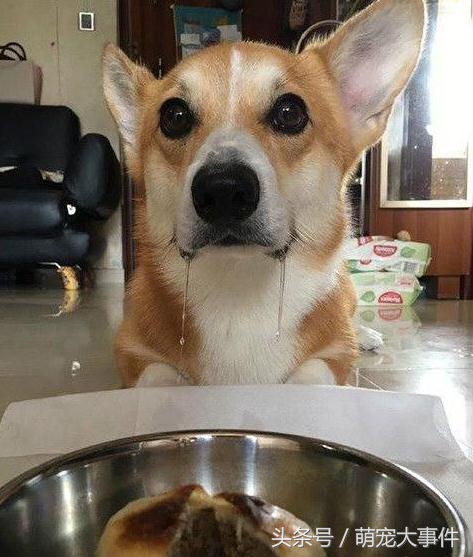 雪橇犬哈士奇改行拉车,雪橇犬拉车哈士奇