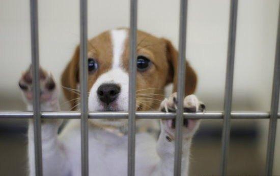 为什么要用领养代替购买、一定要了解的几大理由！