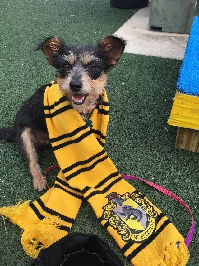 为什么要用领养代替购买、一定要了解的几大理由！