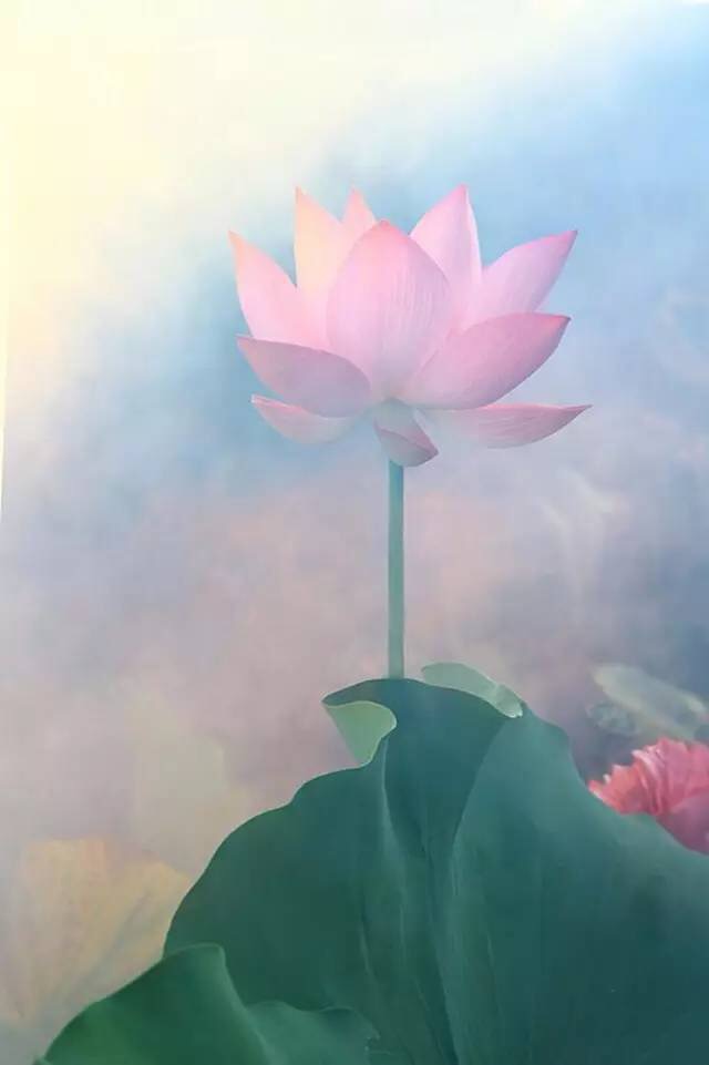 一花一世界一叶一菩提一禅小和尚,一花一世界一叶一菩提一禅