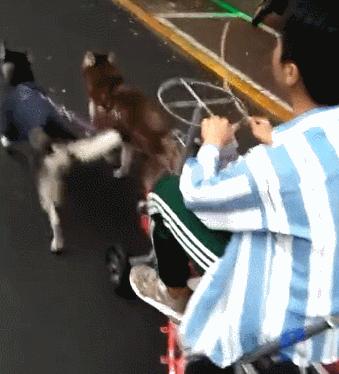 雪橇犬哈士奇改行拉车,雪橇犬拉车哈士奇