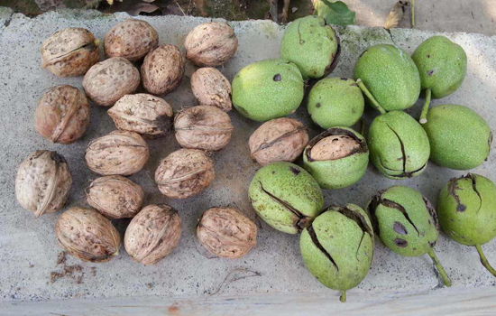 生核桃和干核桃哪个补脑效果好,青核桃皮和干核桃皮功效一样吗