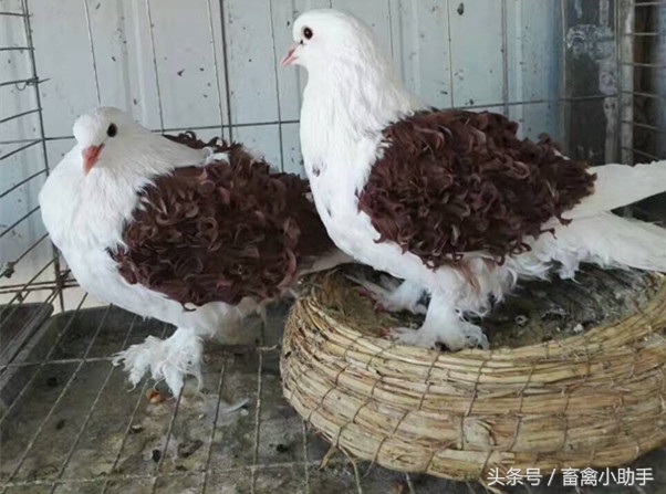 鸽子吐食拉绿色便是怎么回事,鸽子比赛回来过后拉稀怎么回事