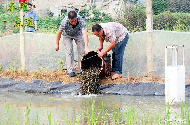 泥鳅养殖技术之人工繁殖,泥鳅养殖的自然繁殖方法