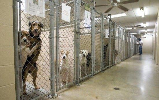 为什么要用领养代替购买、一定要了解的几大理由！