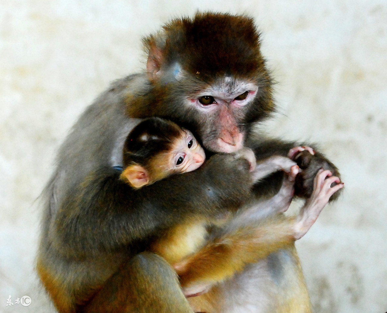 1980年的属猴人2017年每月运势,1980年出生属猴人2020年的运气