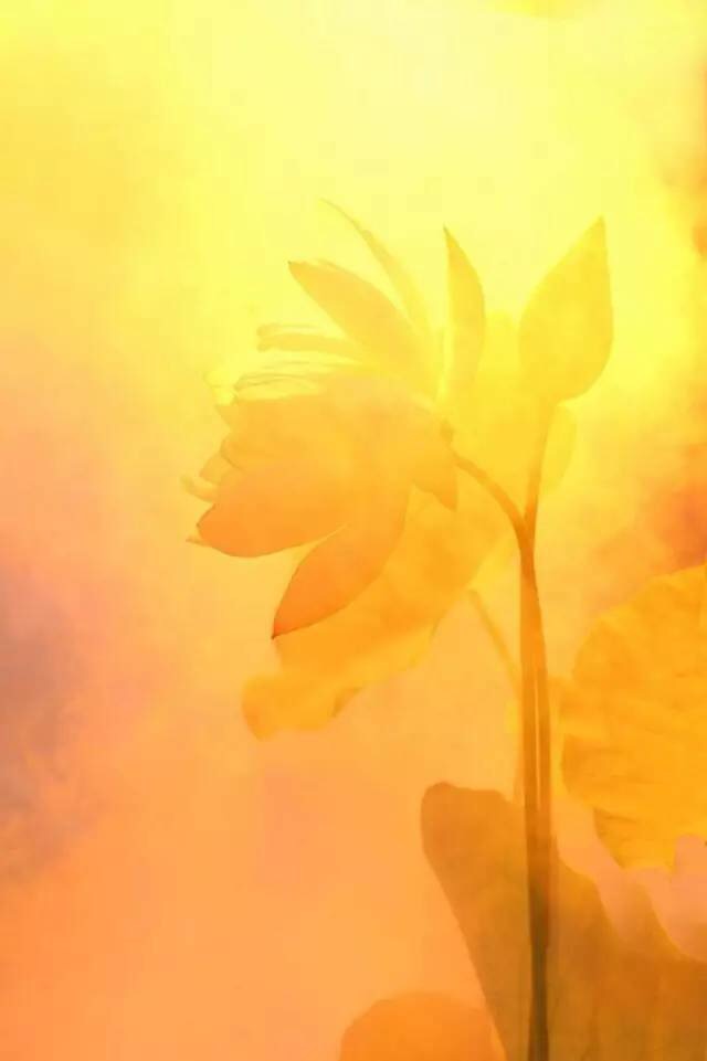 一花一世界一叶一菩提一禅小和尚,一花一世界一叶一菩提一禅