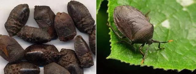 知虫治虫服务社会,常见害虫生活习性及其防治列表