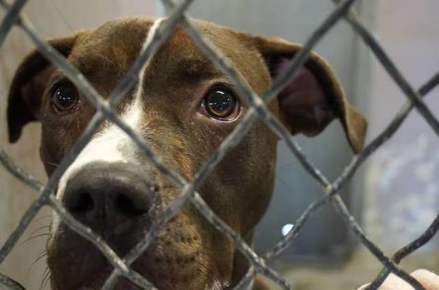 为什么要用领养代替购买、一定要了解的几大理由！