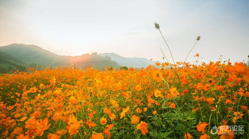宁波秋天风景好的地方推荐,宁波秋天哪里有花海