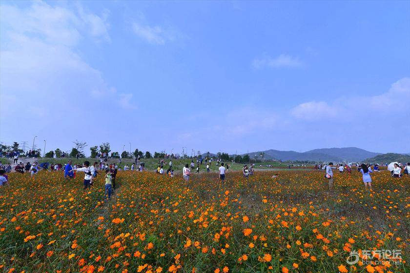 宁波秋天风景好的地方推荐,宁波秋天哪里有花海