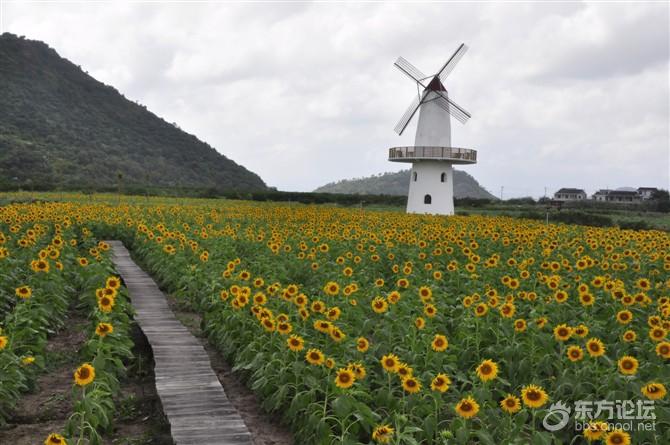 宁波秋天风景好的地方推荐,宁波秋天哪里有花海